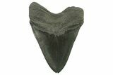 Huge, Serrated, Fossil Megalodon Tooth - South Carolina #383189-2